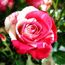 Rose Varieties Rosa spp. mixed flower seeds for planting in home garden and borders - for planting in home garden