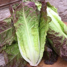 Super Red Romaine lettuce seeds high yield