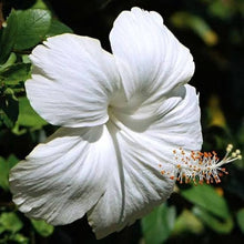 Hibiscus Hibiscus rosa-sinensis for planting in ornamental garden