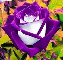 Rose Rosa Hybrida Mixed Bonsai Seeds known for indoor Decorative Displays | 200 Pcs