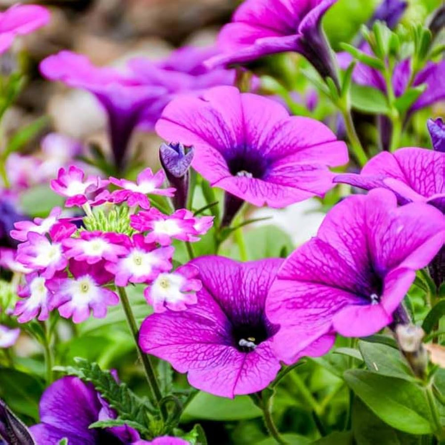 Petunia flower Petunia hybrida seeds for planting in mixed color garden pots or balcony containers