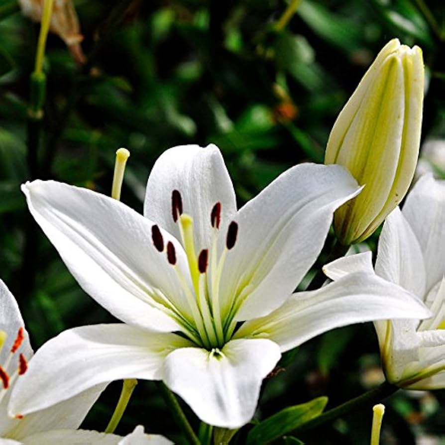 Blue Heart Lily Lilium spp. flower seeds for vertical garden use - for planting in home garden
