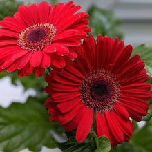 Gerbera Seeds for colorful blooms in the Gerbera bed pollinator garden