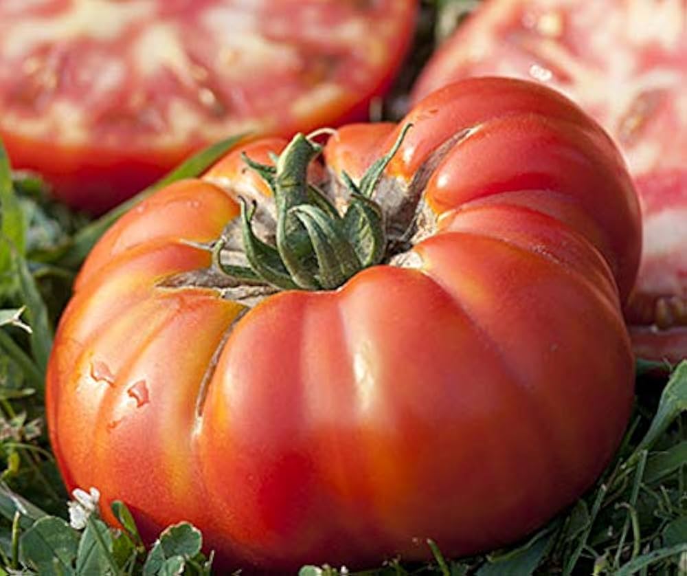 Beefsteak Tomato ��������� Solanum lycopersicum ��������� for planting in organic garden