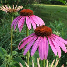 Echinacea Purpurea Coneflower Seeds for a colorful addition to any planting