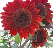 Sunflower Seeds for reliable seasonal color