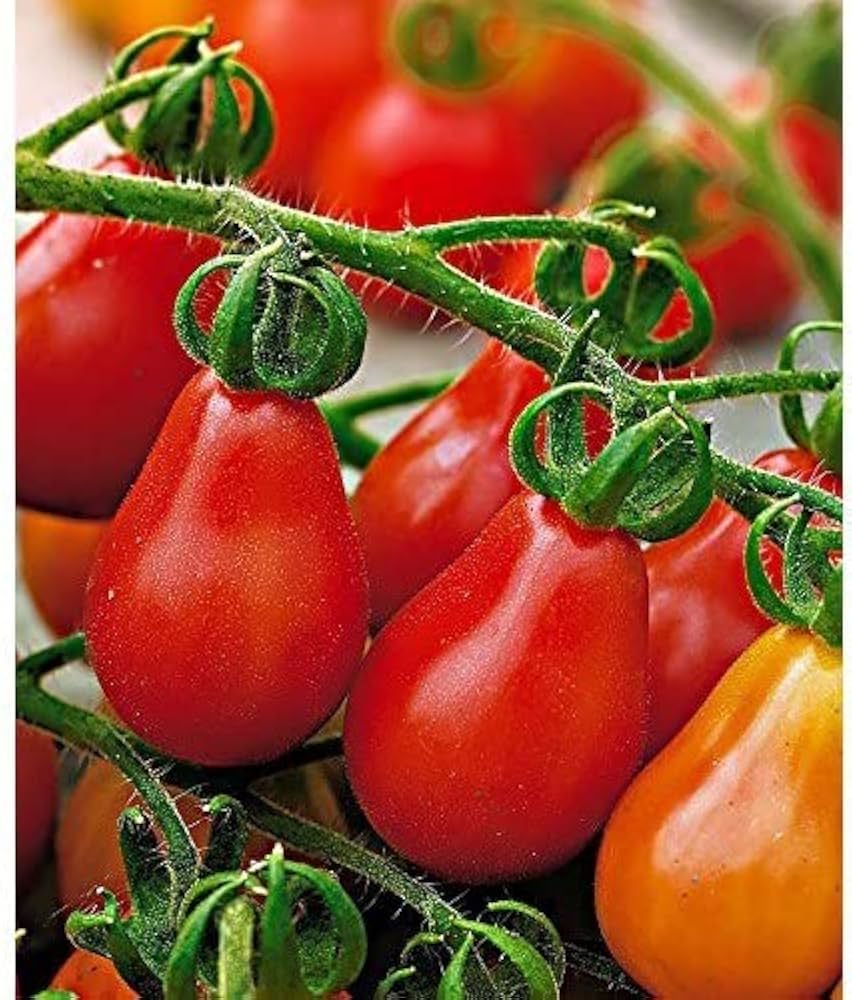 Heirloom red pear tomato seeds