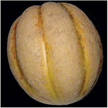 Delicious 51 Melon Seeds (Cucumis melo) for a fresh homegrown crop from the Vegetable Patch & Urban Garden