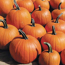 Burlone F1 Pumpkin Seeds prized among growers for carving and baking