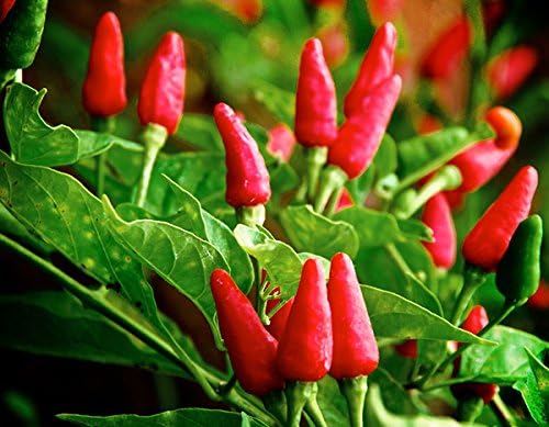 Tomato Solanum lycopersicum for planting in vegetable patch