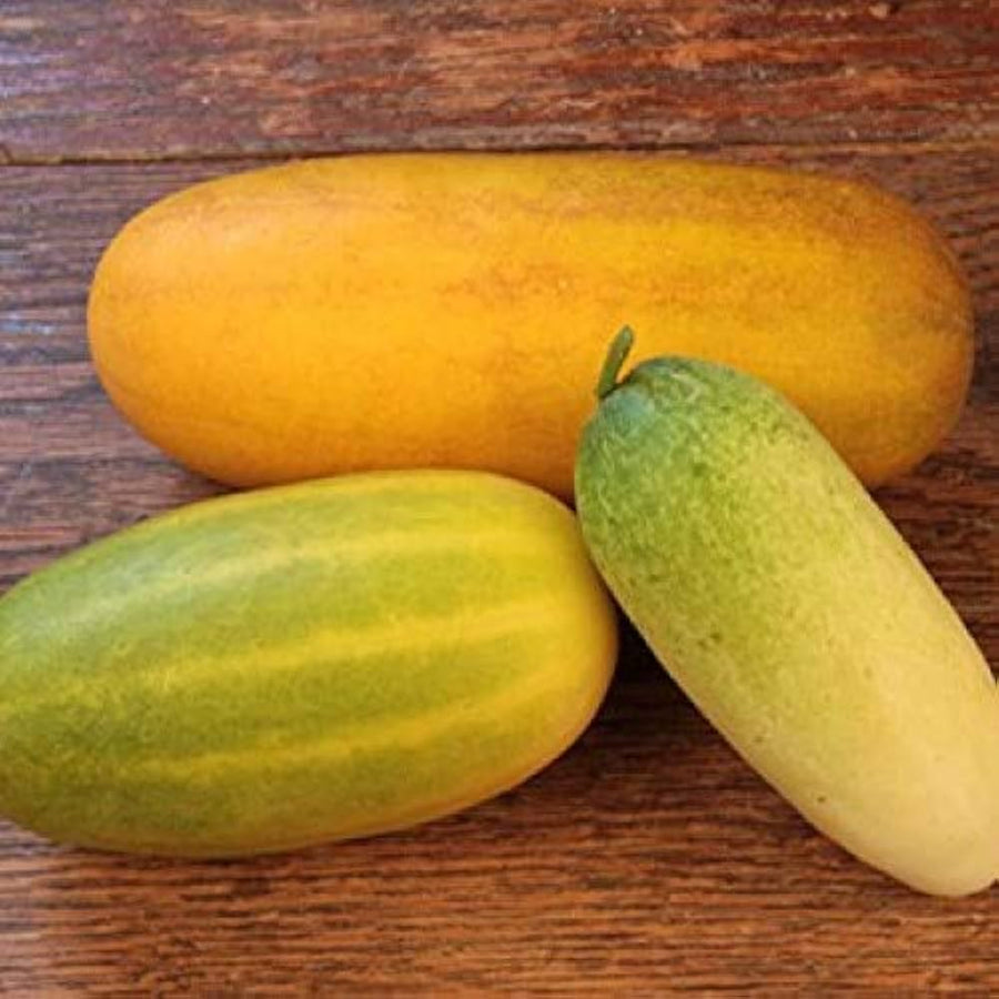 Cucumber Red Yellow White for planting in vegetable patch