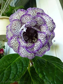 Gloxinia Sinningia Speciosa Real Seeds for growers filling out the Indoor Home Garden Displays