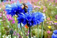 Hibiscus Flowers and Seeds for colorful blooms in the Stunning Blue Blooms in Your Garden