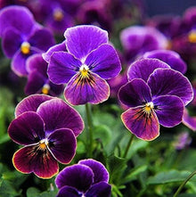 Viola Sorbet Black Delight flower Seeds for seasonal color across the dramatic annual color beds