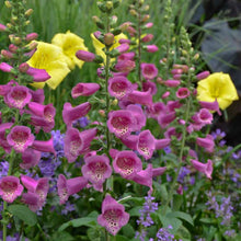 Foxglove Seeds (Digitalis purpurea) for a bright addition to the flower beds and cottage gardens