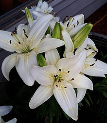 Perfume Lily Semi Seeds for reliable seasonal color
