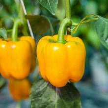 Sweet Yellow Pepper Golden California Wonder Seeds for growers stocking a kitchen garden