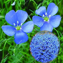 Blue linen flower seeds for planting in balcony and garden