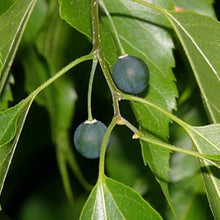 Celtis Laevigata Southern Hackberry Tree Seeds for Hardy Urban Trees