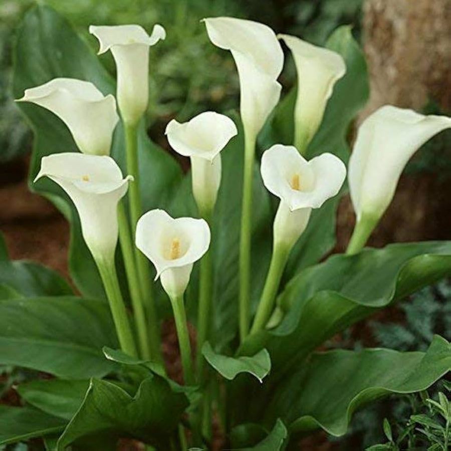 Calla Lily Zantedeschia aethiopica flower seeds for planting in home garden containers - for planting in home garden