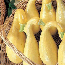 Plant Seeds (Sugar pumpkin) for productive rows in the kitchen gardens