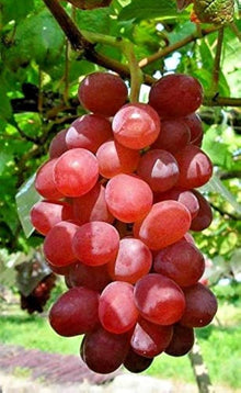 Miniature Grape Vine Bonsai Seeds (Vitis vinifera) grown for bonsai Indoor Display