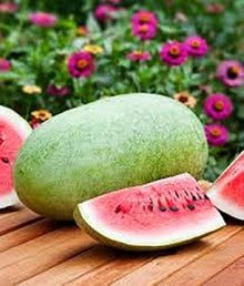 Charleston Seeds (Gray watermelon) for home growers seeking a reliable harvest