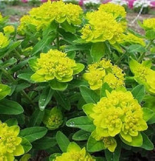 Cushion Spurge Euphorbia polychroma flower seeds for planting in drought-tolerant rock gardens