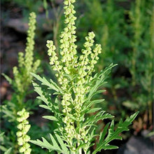 Annual Jerusalem Oak Goosefoot Flower Ambrosia Mexican Seeds for a lasting addition to the landscape