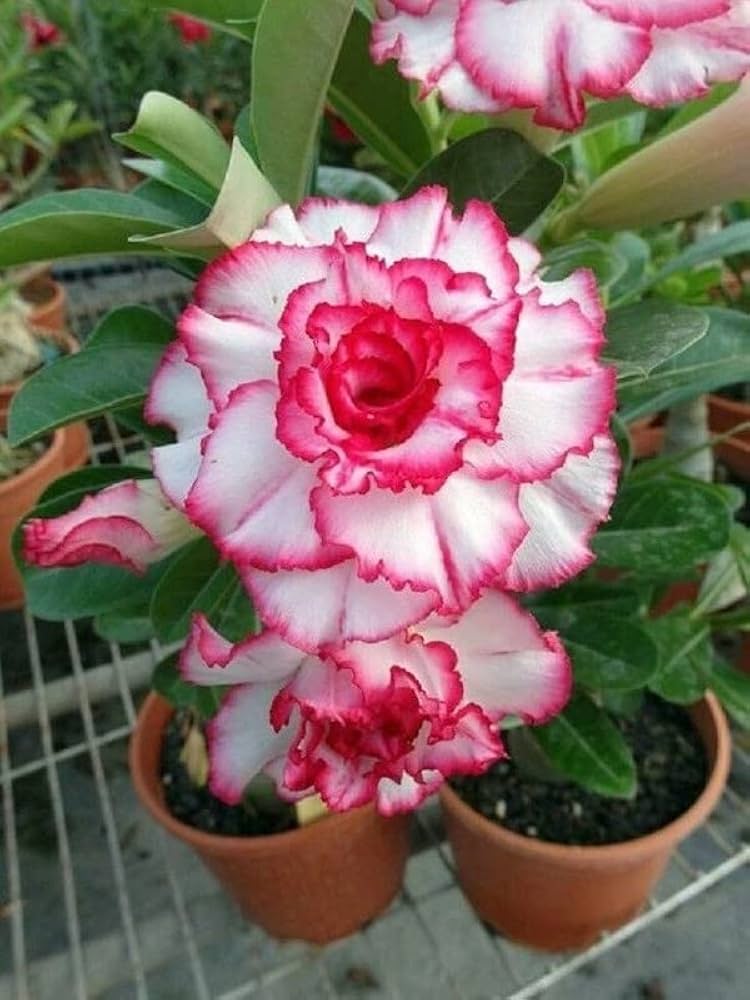 Desert Rose Adenium Obesum Schwarz Lila Weiß Flower Seeds for Planting – Suitable for Decorative Indoor Pots