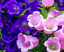 Blue Canterbury Bell Campanula Medium Seeds for growers seeking a long-blooming display