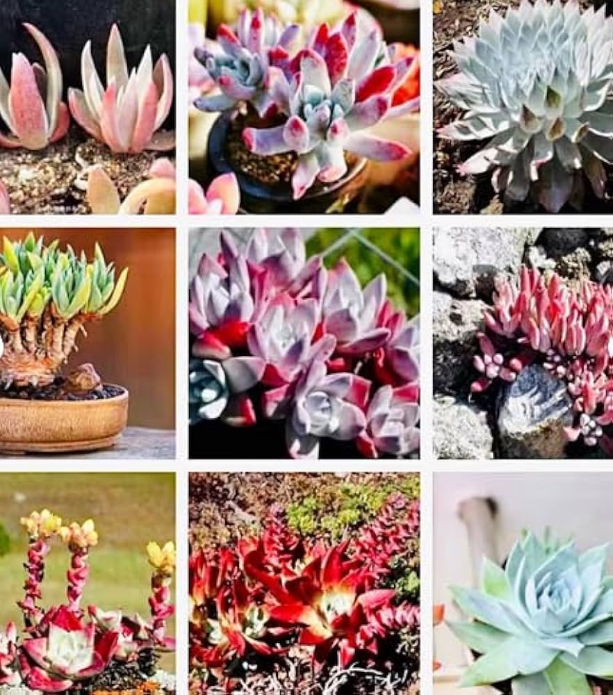 Dudleya Cymosa Yellow Succulent Plant - for planting in home garden