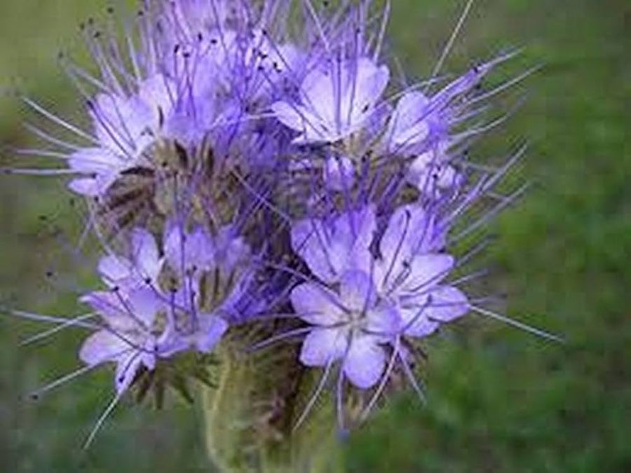 Lacy Phacelia (Phacelia tanacetifolia) seeds for wildflower garden