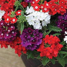 Verbena Mixed Color Seeds (Verbena spp.) for colorful blooms in the Flower Bed