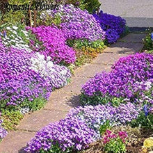 Irish Musk Plants for a bright addition to the Aromatic Garden or Groundcover