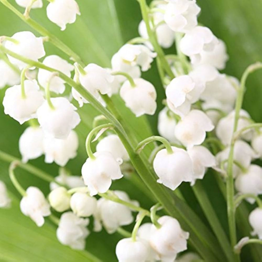 Rainbow Lily of the Valley Orchid Seeds