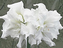 Amaryllis Hippeastrum White Drop of Blood Seeds valued for indoor Seasonal Displays