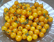 Currant Yellow Tomato Seeds for growers stocking a kitchen garden