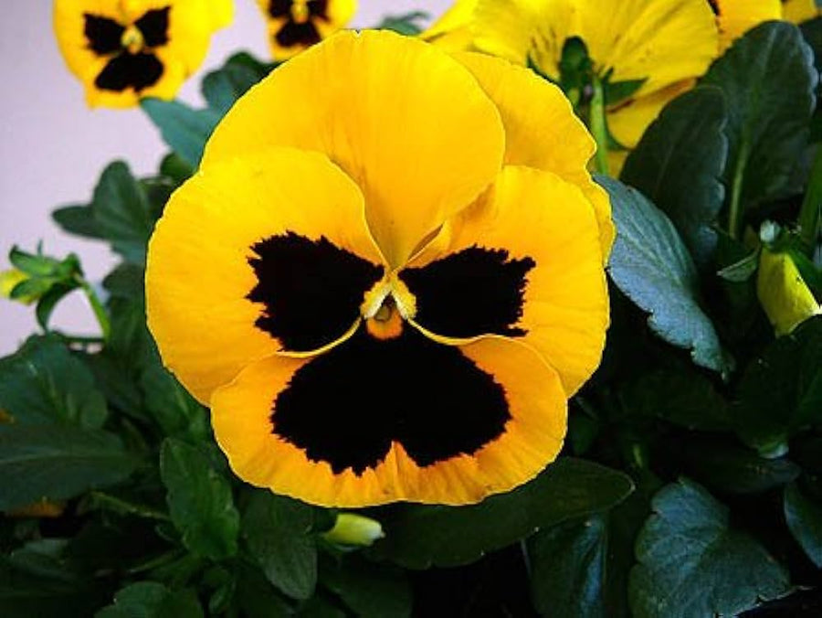 PANSY Schweizer Riesen Mix Seeds for planting in flower bed
