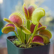 Flytrap Dionaea Muscipula Venus Carnivorous Plant Seeds valued for indoor Natural Insect Control