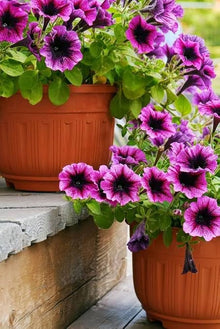Petunia flower Seeds (Petunia hybrida) for seasonal color across the mixed color garden pots or balcony containers