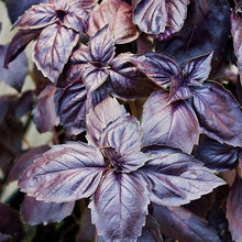 Purple Opal Basil Plants for a fragrant addition to the herb patch