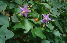 Solanum Trilobatum Cherry Seeds for a homegrown harvest from the Vegetable Patch