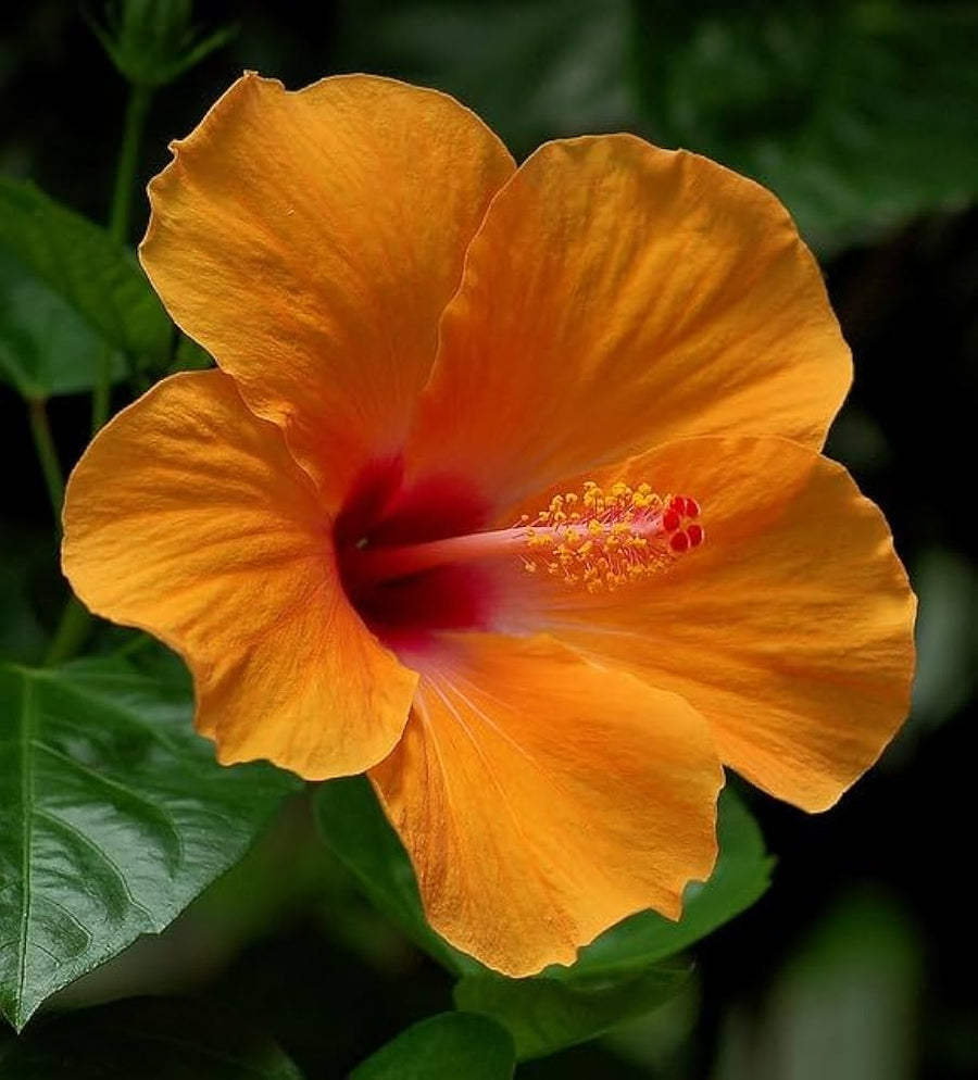 Orange - Yellow for planting in home garden