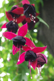 Red Fuchsia Lantern Seeds for seasonal color across the Garden & Flower Bed