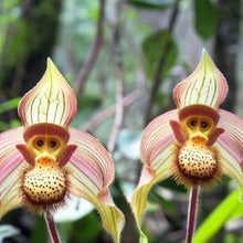 Affenblumensamen Monkey Flower for planting in garden