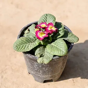 Galsang Flower - for planting in home garden