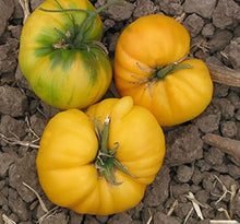 Golden - Queen for planting in home garden