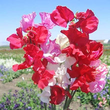 Sweet Pea Seeds for growers stocking a kitchen garden