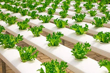 Ice Leaf Lettuce Seeds (Lactuca sativa) for a fresh homegrown crop from the Cool Season Garden